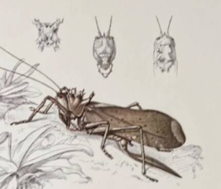 Plates of the bestiary from the Natural History Museum The grasshoppers