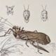 Plates of the bestiary from the Natural History Museum The grasshoppers