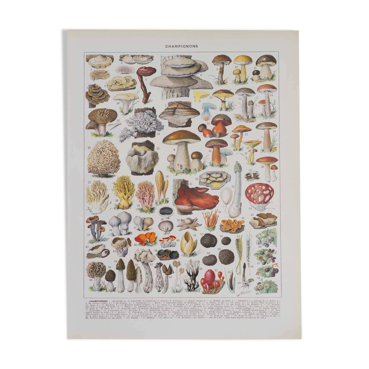 Original botanical plate "Mushrooms II" from 1929