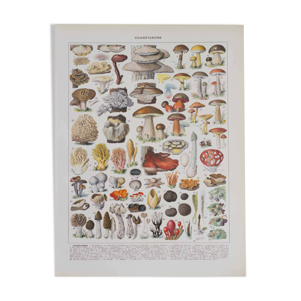 Planche botanique originale ''Champignons II'' de 1929
