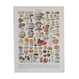 Original botanical plate "Mushrooms II" from 1929