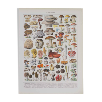 Original botanical plate "Mushrooms II" from 1929