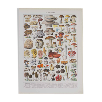 Planche botanique originale "Champignons II" de 1929