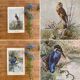 Old bird engraving - Giacomelli and Huyot - THE KING FISHER -
