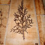 Vallauris Roger Capron coffee table 140 cm