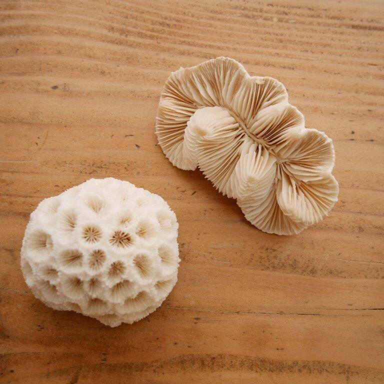 Set of 2 corals (white coral)