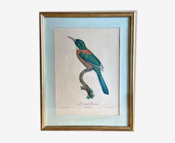Lithographie oiseau "Le Grand Yacamar" cadre doré