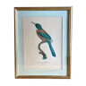 Bird lithography "The Great Yacamar", golden frame