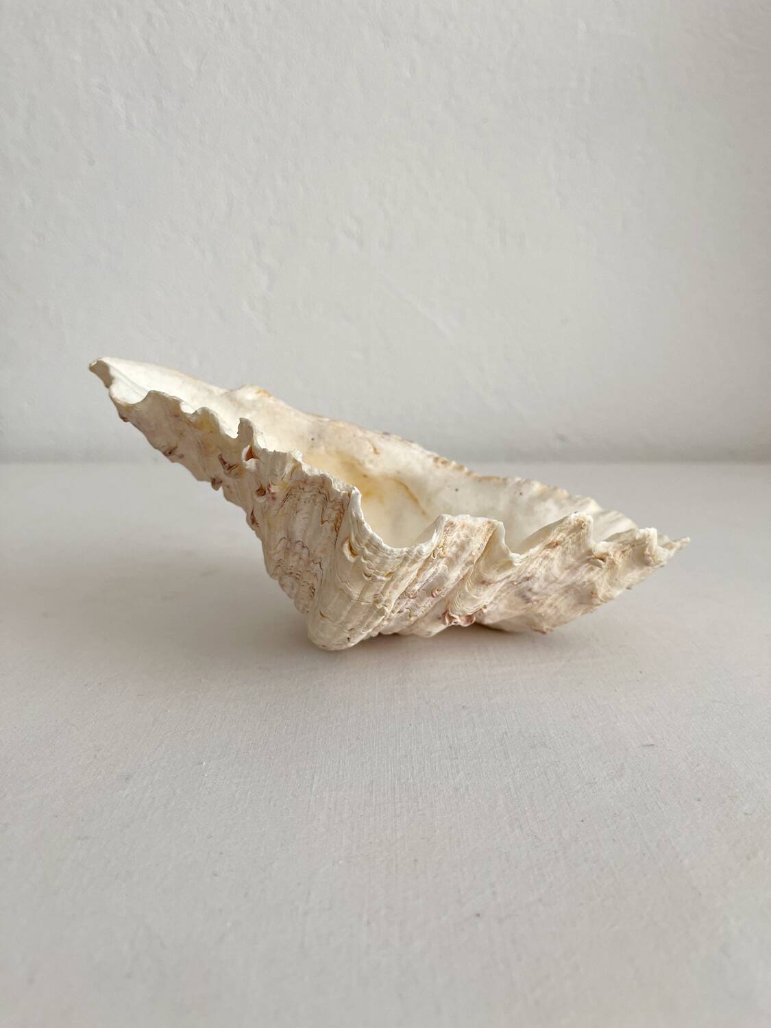 Old holy water stoup shell cabinet of curiosities