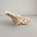 Old holy water stoup shell cabinet of curiosities
