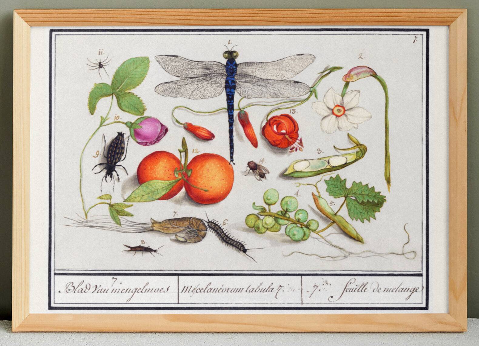 Small poster on insects and plants, based on an old engraving