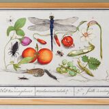 Small poster on insects and plants, based on an old engraving