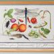 Small poster on insects and plants, based on an old engraving