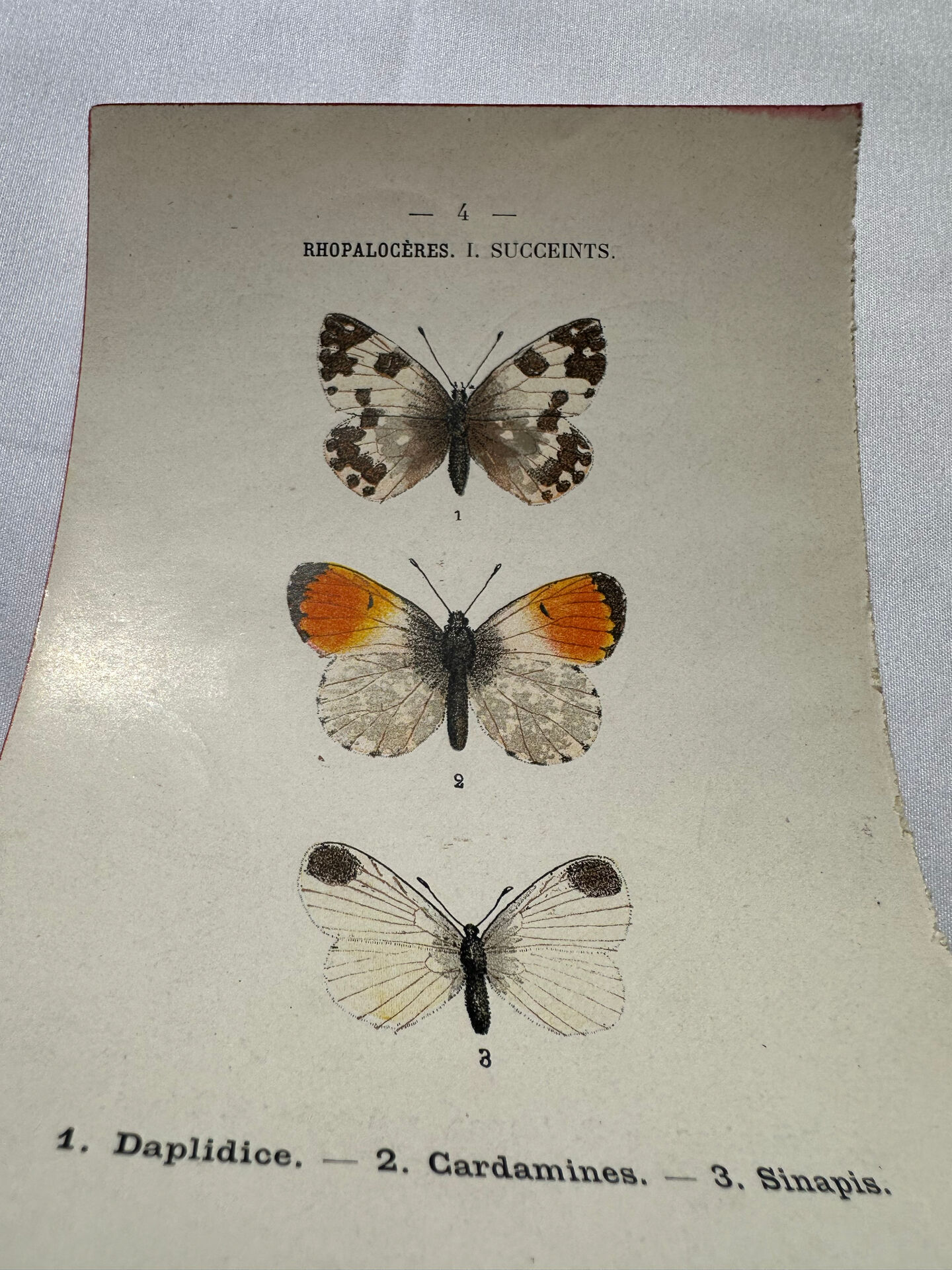 Gravure naturaliste  Papillon 19eme affiche botanique originale 1800