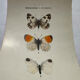 Gravure naturaliste  Papillon 19eme affiche botanique originale 1800