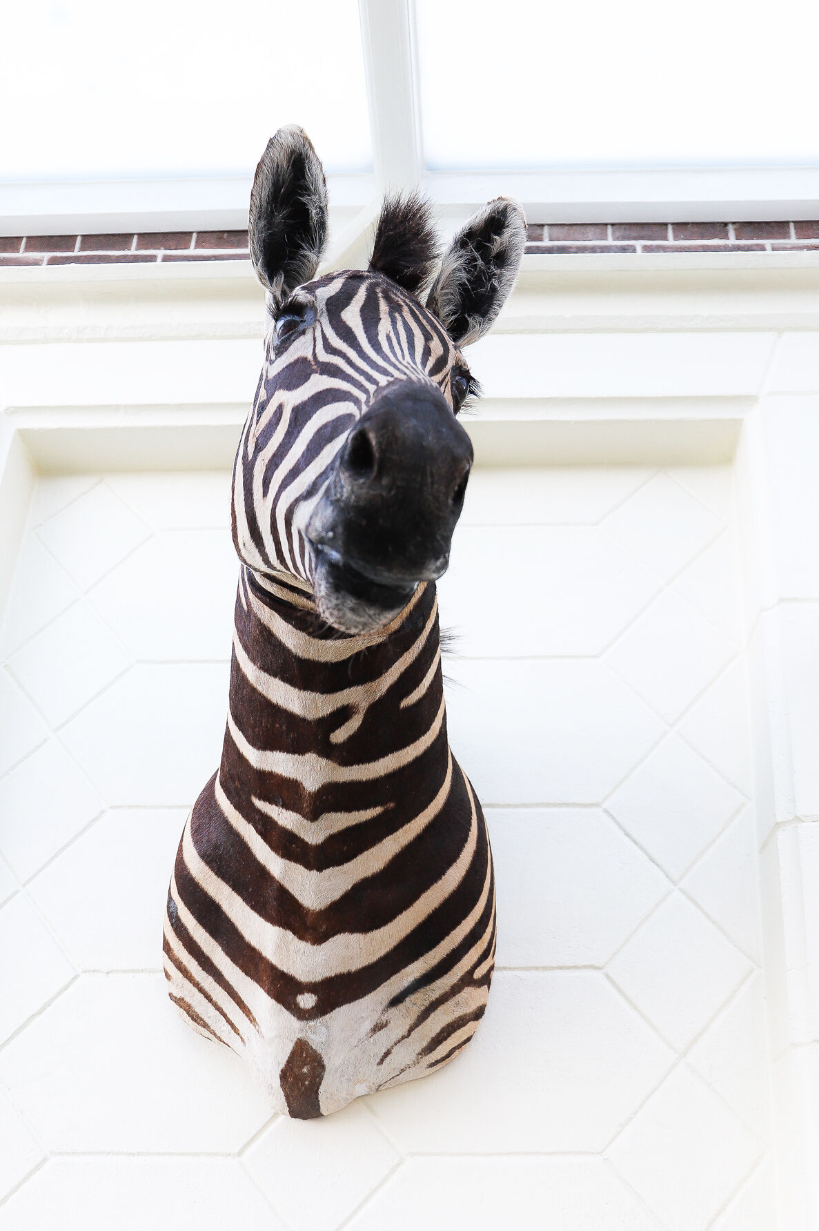 Zebra taxidermy