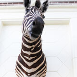 Zebra taxidermy