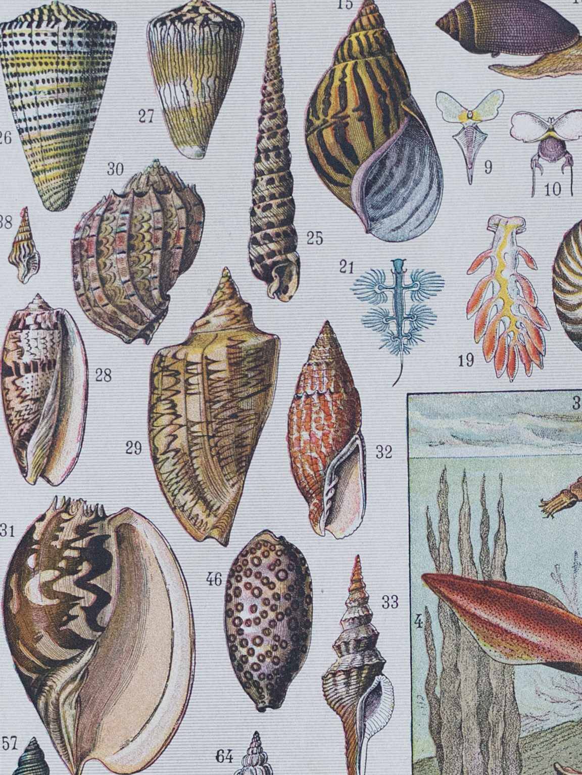 Journey to the Heart of Molluscs, illustrated plate and ancestral techniques