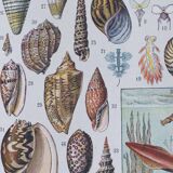 Journey to the Heart of Molluscs, illustrated plate and ancestral techniques