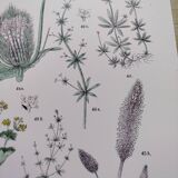 Affiche sur les plantes d'après une gravure de 1881 "plantain"