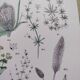 Plant poster based on an 1881 engraving "plantain"