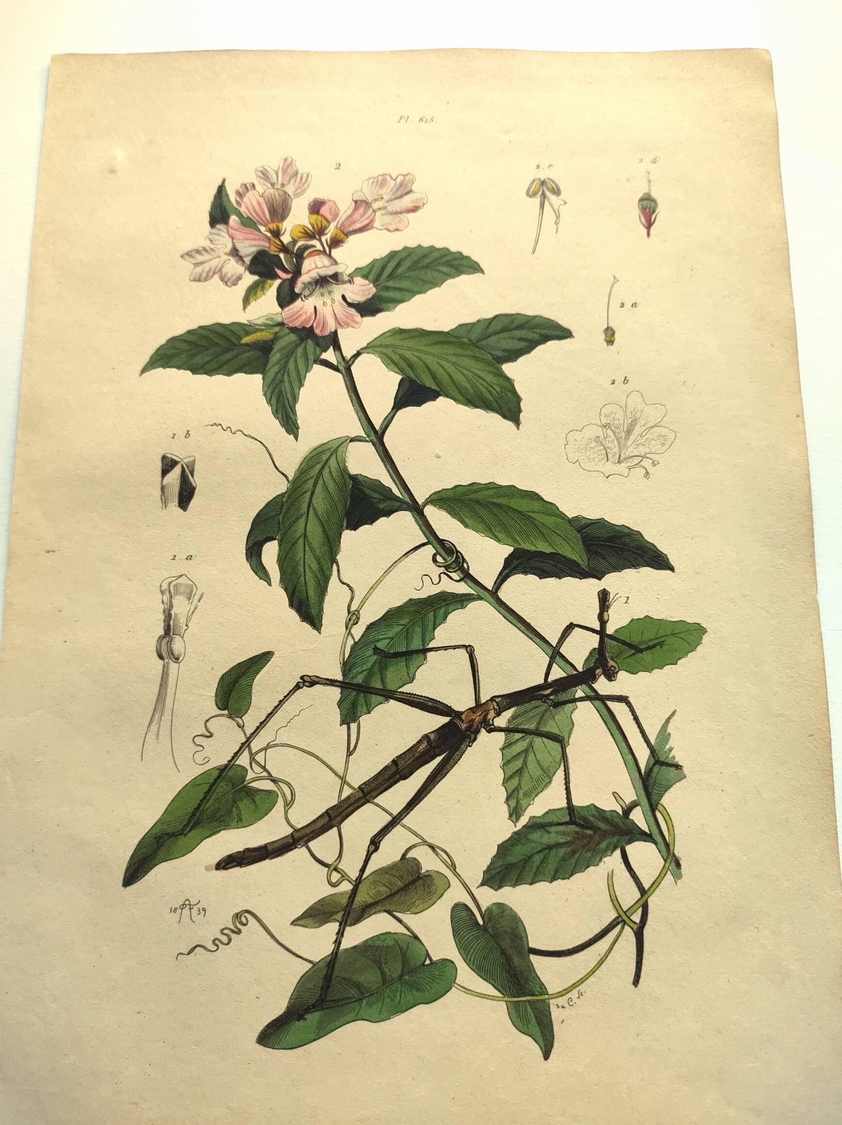 Antique engraving from 1839 - Prostenthère - Hand-colored plate