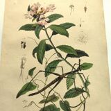 Antique engraving from 1839 - Prostenthère - Hand-colored plate