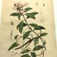Antique engraving from 1839 - Prostenthère - Hand-colored plate