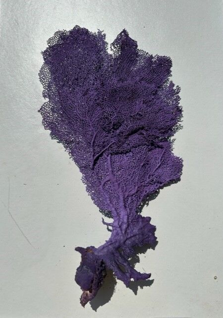 Natural purple gorgon n°2 cabinet of curiosities 41cm x 22cm