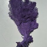 Natural purple gorgon n°2 cabinet of curiosities 41cm x 22cm