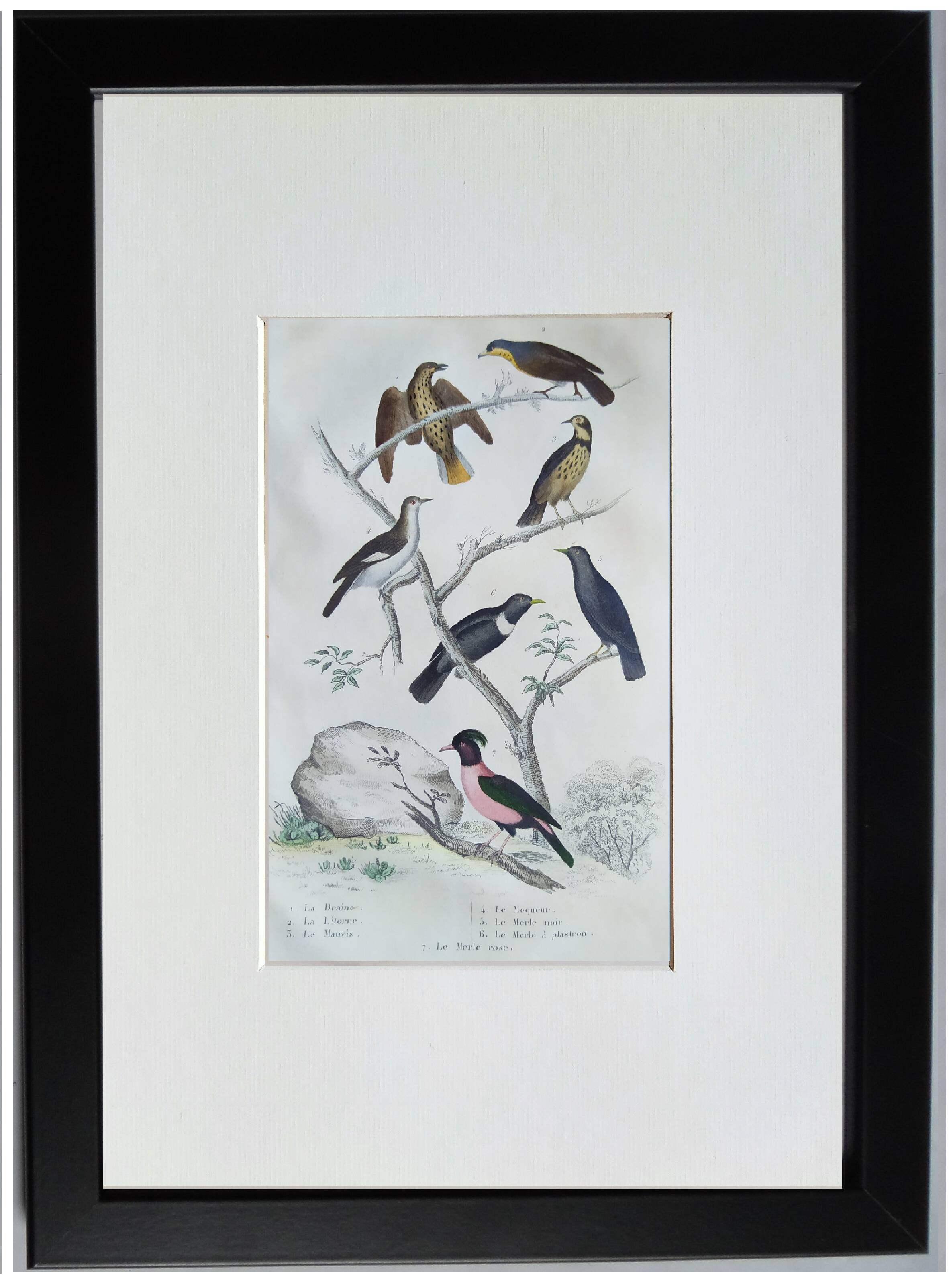 6 original ornithological plates "Buffon 1837"