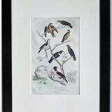 6 original ornithological plates "Buffon 1837"