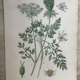 Ancient botanical boards