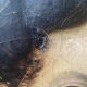 Painting "Portrait of a nobleman with a bow tie" XIX° HST (for restoration)
