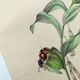 Old engraving from 1839 - Polygonatum Insects - Manually coloured