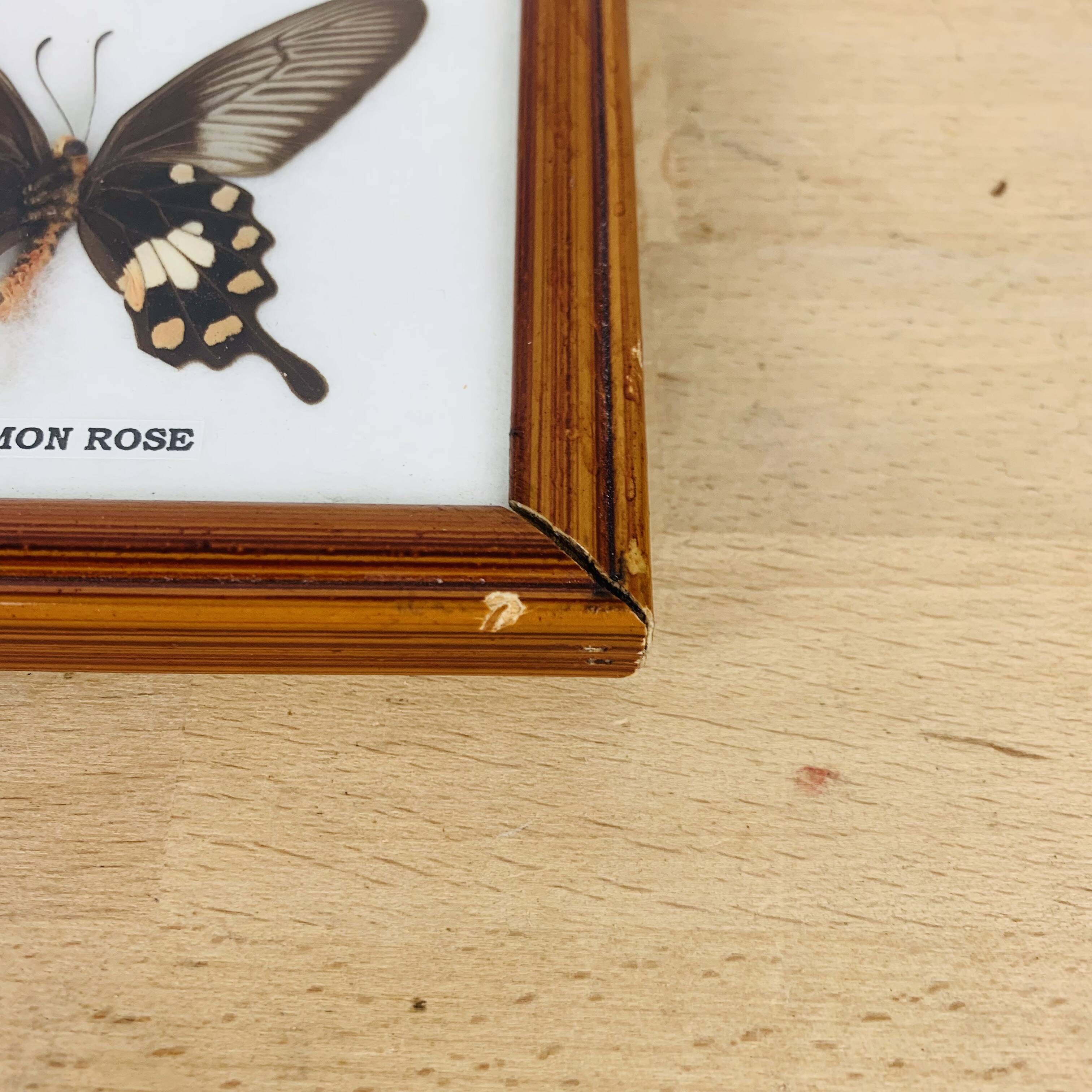 Naturalized butterflies frame