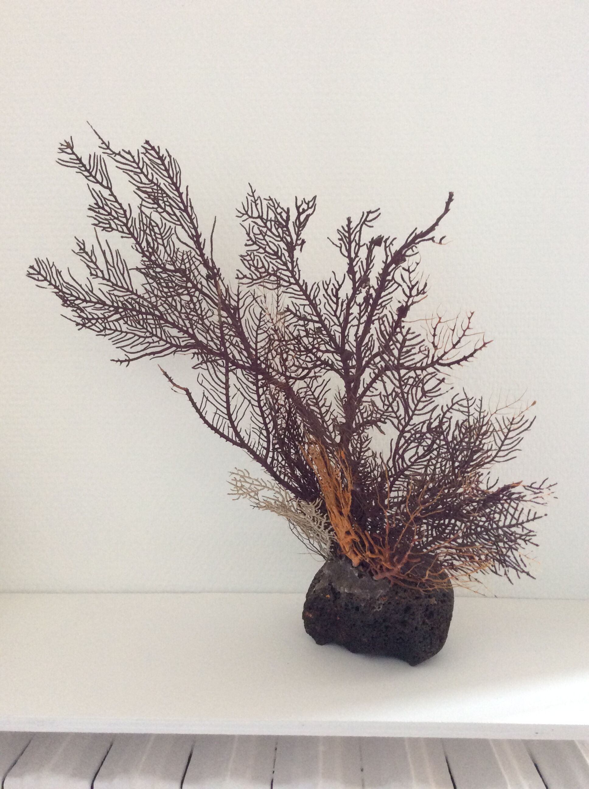 Coral vintage Gorgon