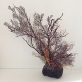 Coral vintage Gorgon