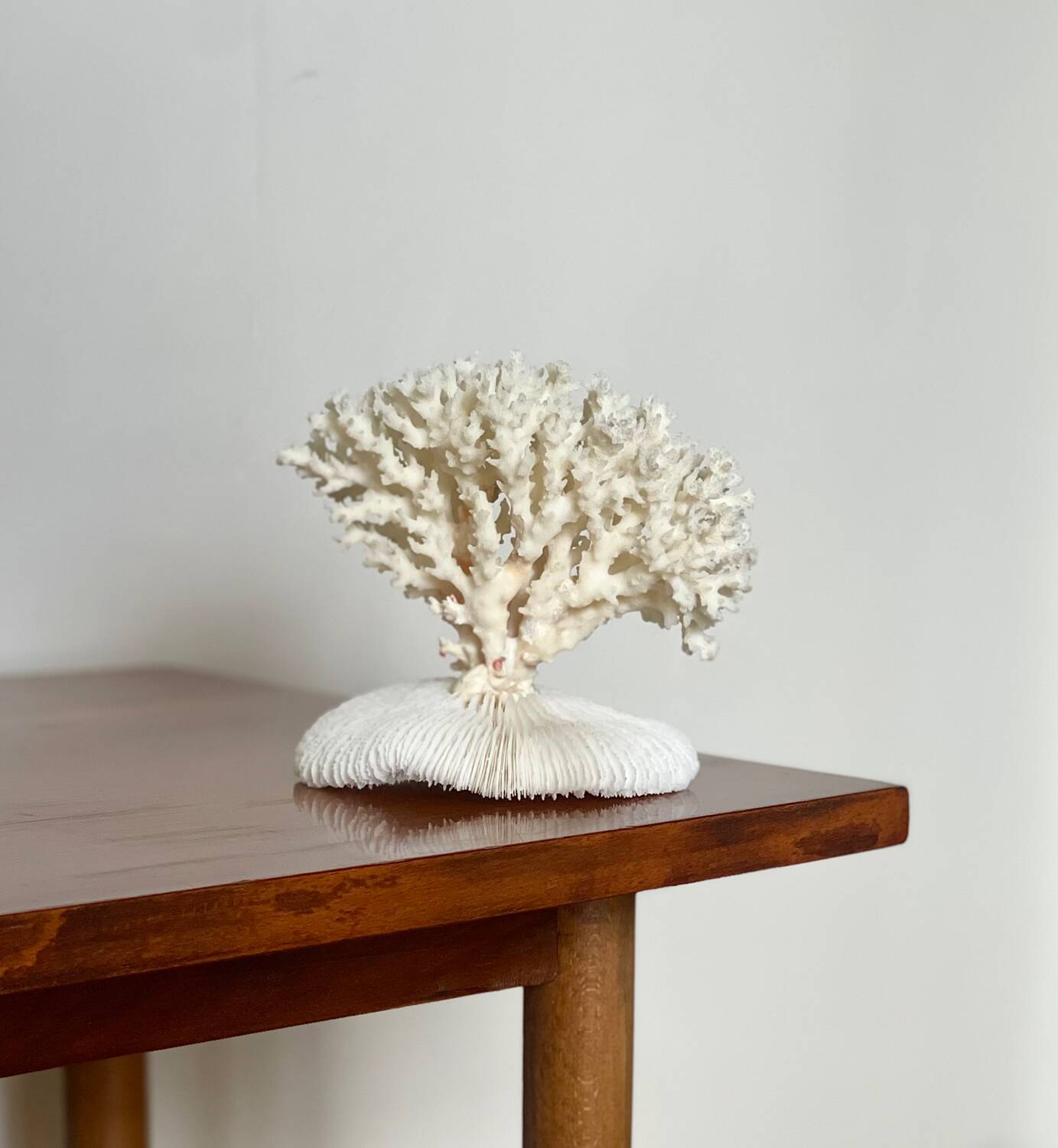 White coral on a natural base