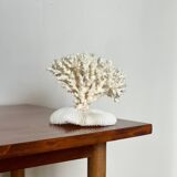 White coral on a natural base
