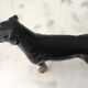 John Beswick porcelain dog