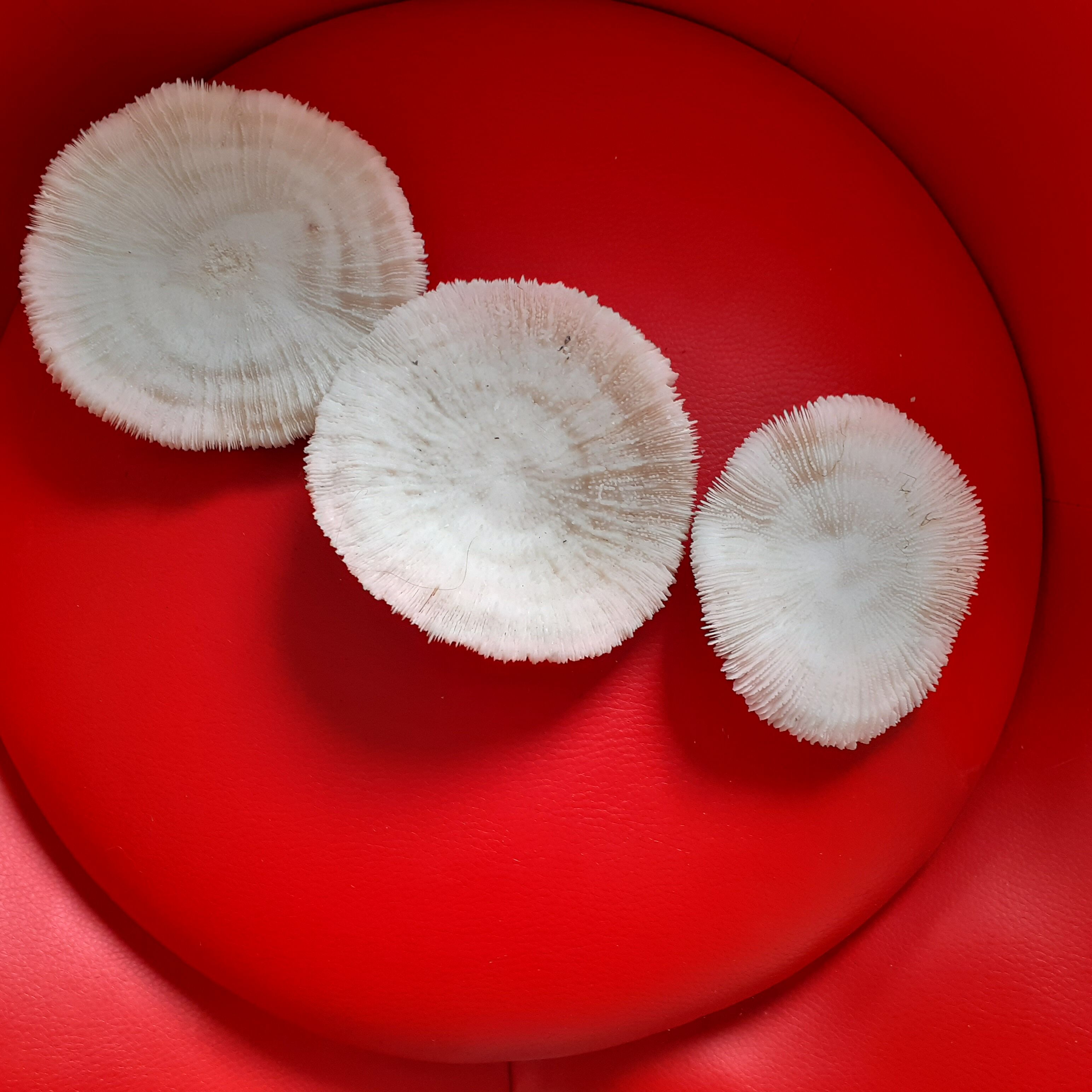 3 white and round corals