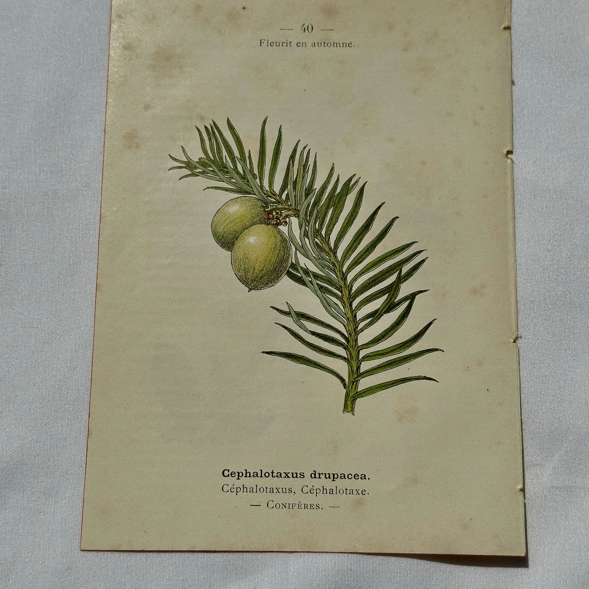 Antique botanical engraving from the 19th century, double-sided, hand-coloured, France.
