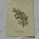 Antique botanical engraving from the 19th century, double-sided, hand-coloured, France.