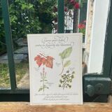 Botanical plank "Tisane to combat the fragility of the vessels"