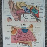 Old MDI school poster, eye-vision & ear-nose