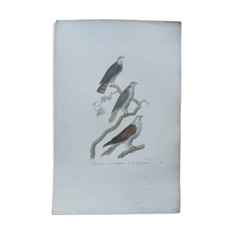 Affiche - gravure zoologique oiseaux du 19ème siècle - épervier - gerfaut -