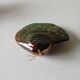 Shell-shaped ceramic dish with glaze signed Suzy Coste – vintage