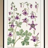 Affiche “Ancolie – Columbine”, d’après une lithographie art nouveau de 1897