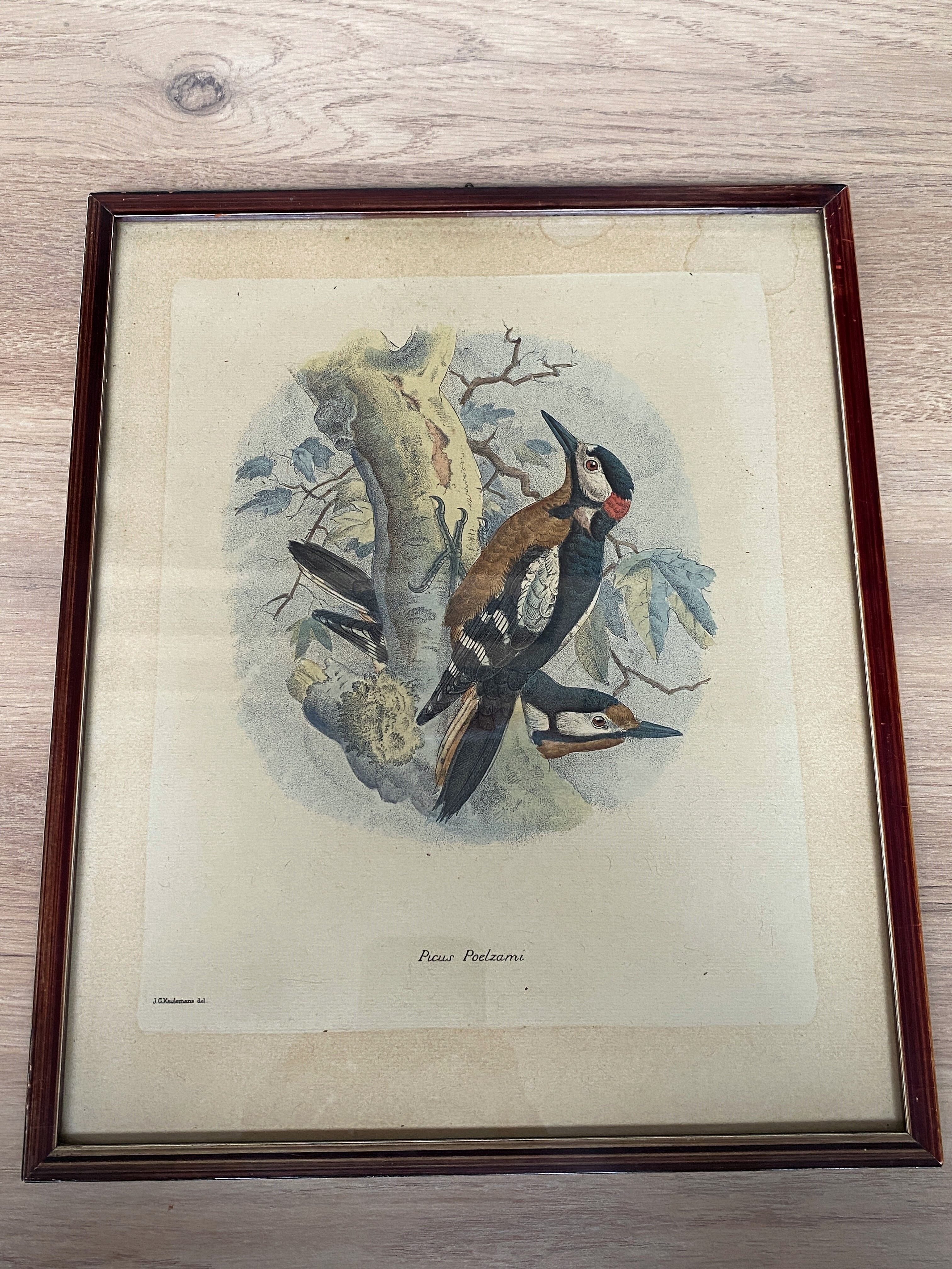 Ornithological print J.G. Keulemans "Picus Poelzami"